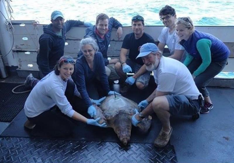 Tagging team with tagged turtle on deck.