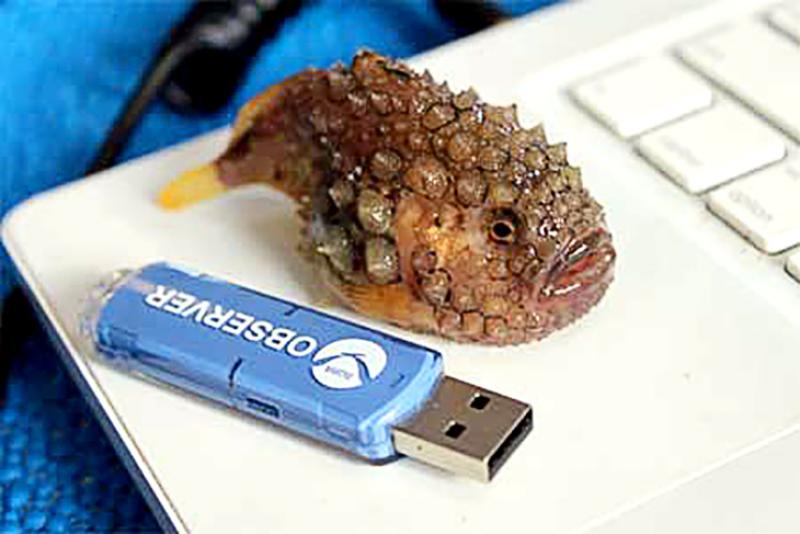 Herbert-the-SpinyLumpsucker.jpg