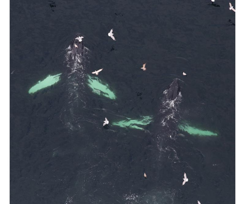 Humpback whales and seabirds as seen from above. 