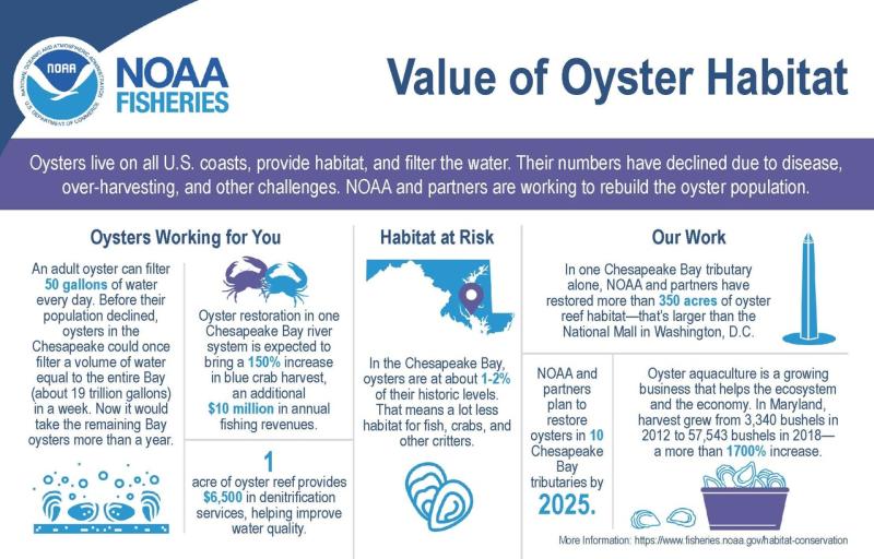Infographic describing the value of restored oyster habitat in the Chesapeake Bay