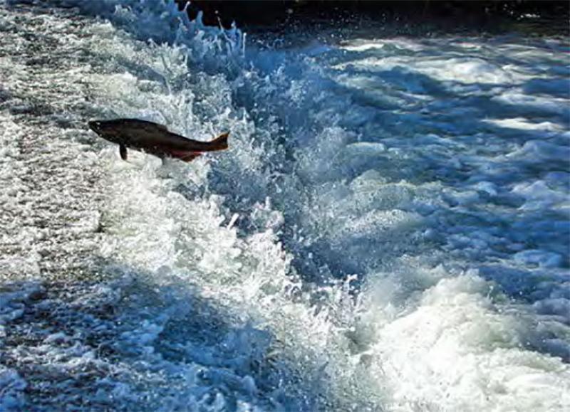 Salmon jumping in a fast-moving river