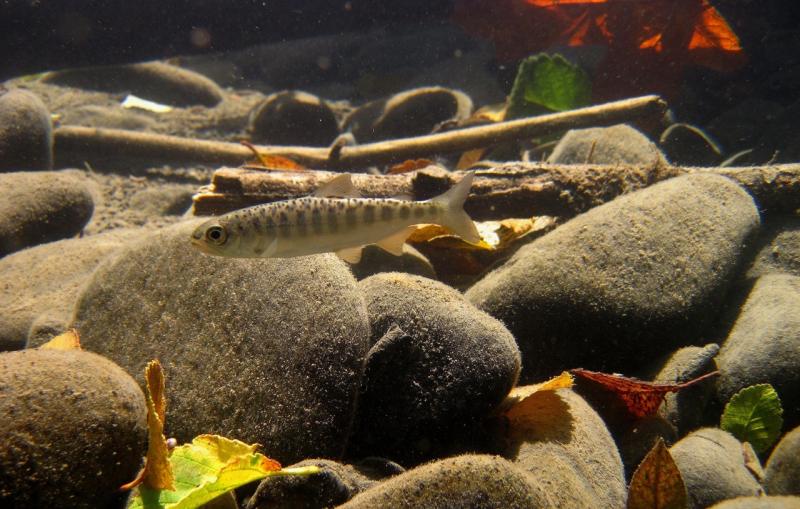Juvenile Chinook