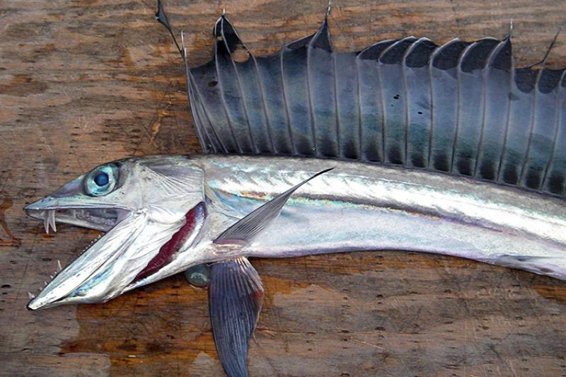 Top 10 weirdest fish in the ocean 