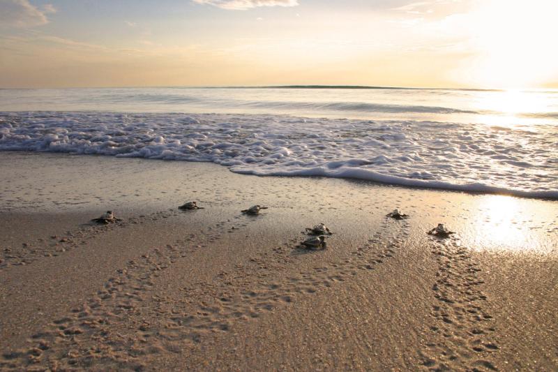 loggerhead-hatchlings-sunrise.jpg