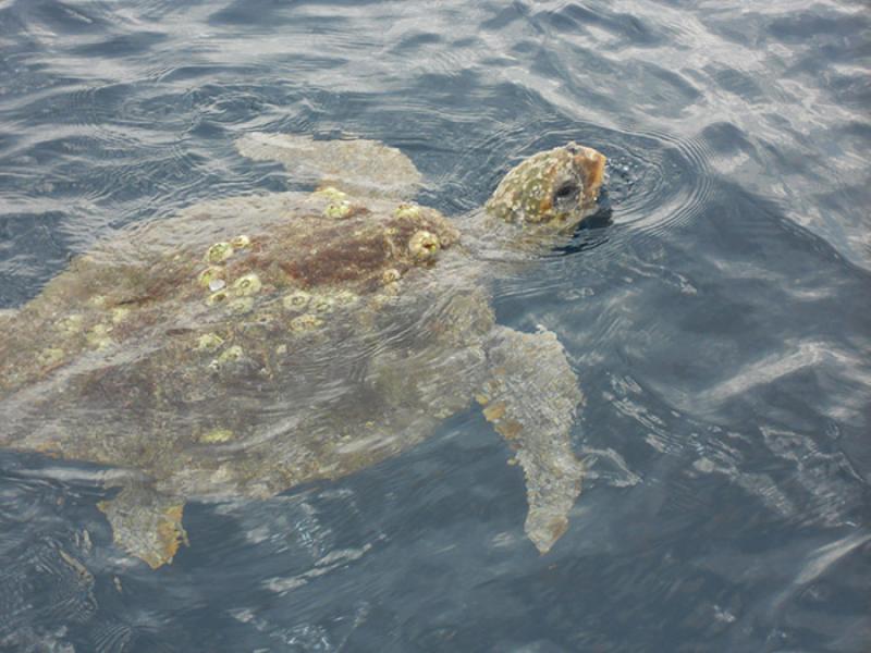 loggerhead_NOAA_allison henry_750x500.jpg