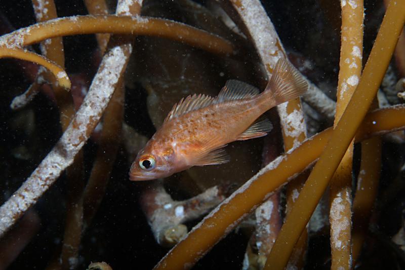 mpa-fish.jpg