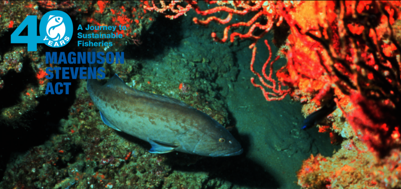 msa40-fishnews-banner-OLE.png
