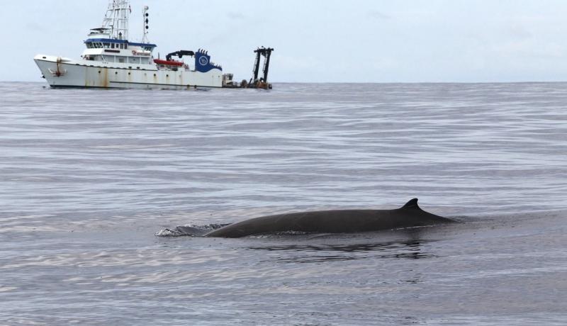 Foreground beaked whale breaking water surface, background NOAA R/V Hugh R Sharp.