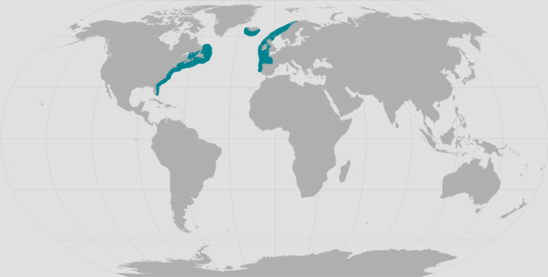 North Atlantic Right Whale.png