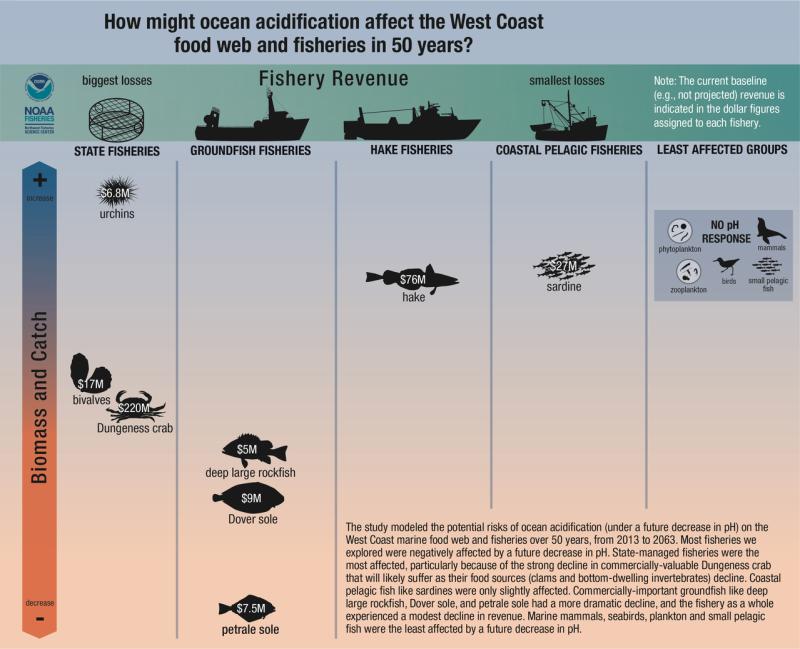 The study modeled the potential risks of ocean acidification (under a future decrease in pH) on the West Coast marine food web and fisheries over 50 years, from 2013 to 2063.  Most fisheries we explored were negatively affected by a future decrease in pH. State-managed fisheries were the most affected, particularly because of the strong decline in valuable Dungeness crab. Coastal pelagic fish like sardines were only slightly affected. Credit: NOAA Fisheries