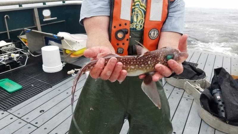 A spotted ratfish collected in the research nets during an offshore survey by the Timmy Boy. Photo:Jennifer Fisher/OSU/NWFSC