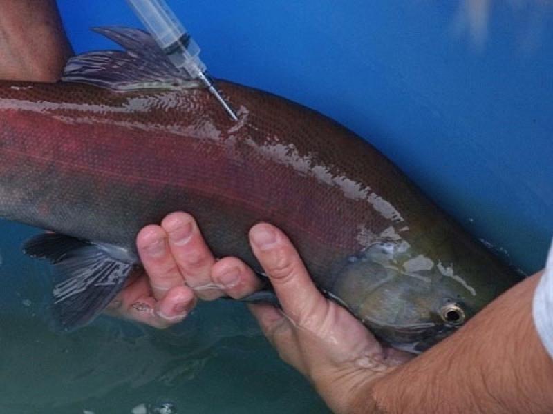 Hormone injections are used to advance the spawning time of sockeye. Credit: NOAA Fisheries