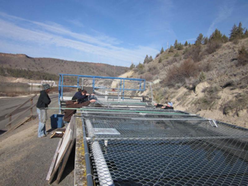 Dropping a cast net to collect juvenile Deschutes River spring Chinook salmon at Pelton Ladder. Photo: NOAA Fisheries