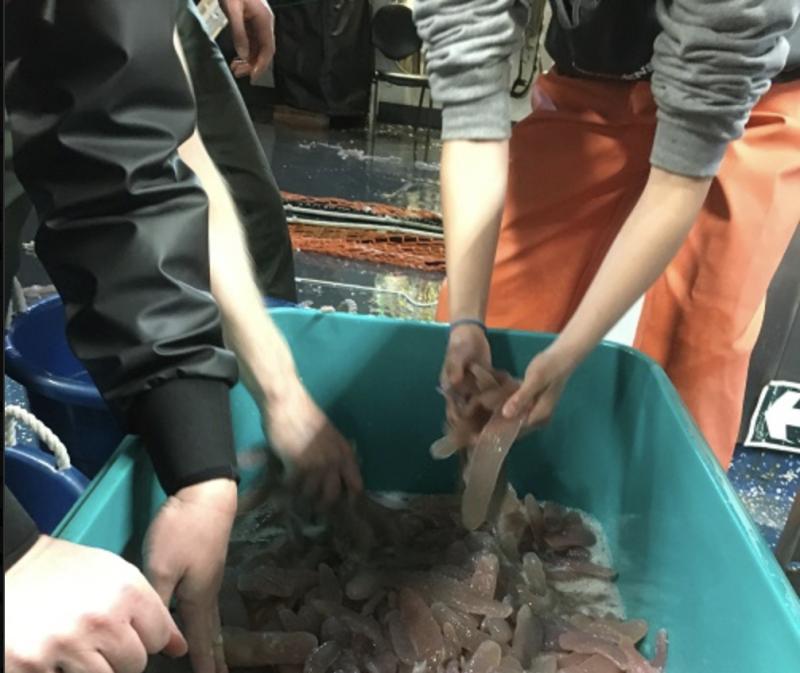 NWFSC scientist sorting catch