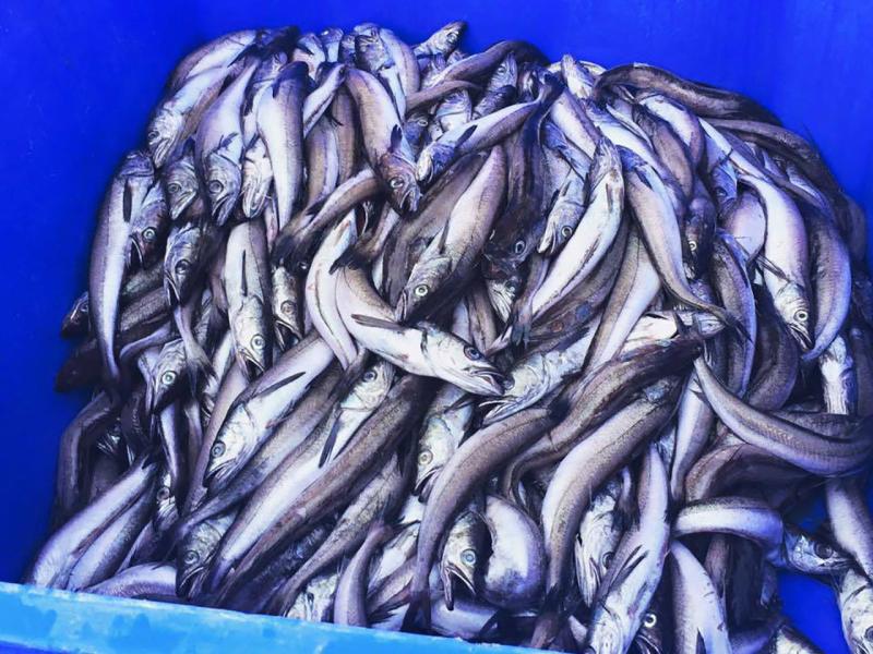 pacific-whiting-sorted-size-westport-wa-towne.jpg