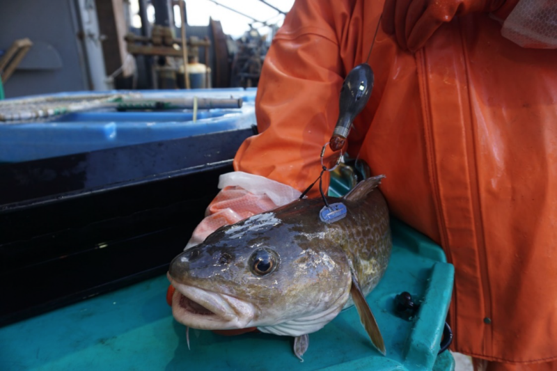 Pacific cod fish with satellite tag