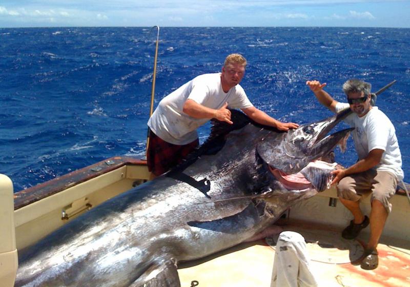 The Grander Blue Marlin: A Young Giant