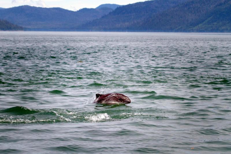 Porpoise_credit NOAA D.Webster.jpg