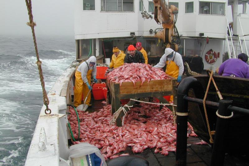 On deck with sampling table overflowing with redfish. 
