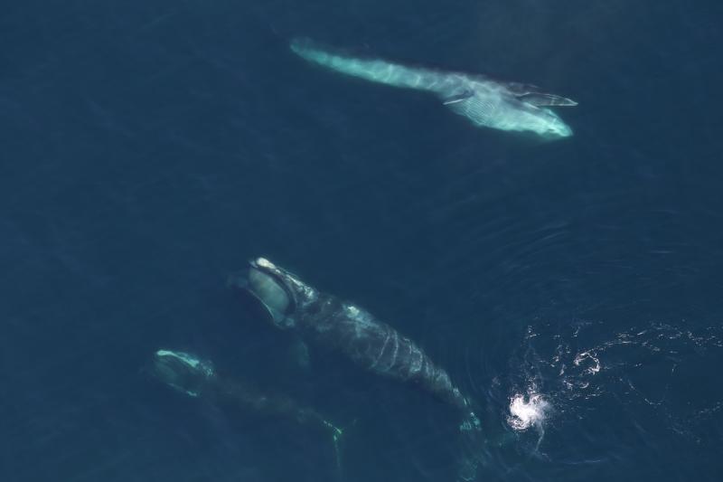 Two  North Atlantic right whales and a sei whale swimming near them.