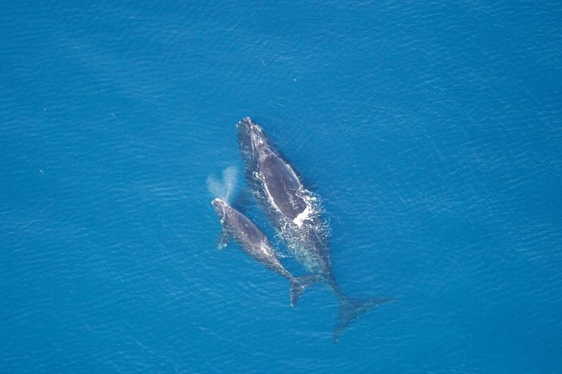 right-whale-mother-calf.jpg