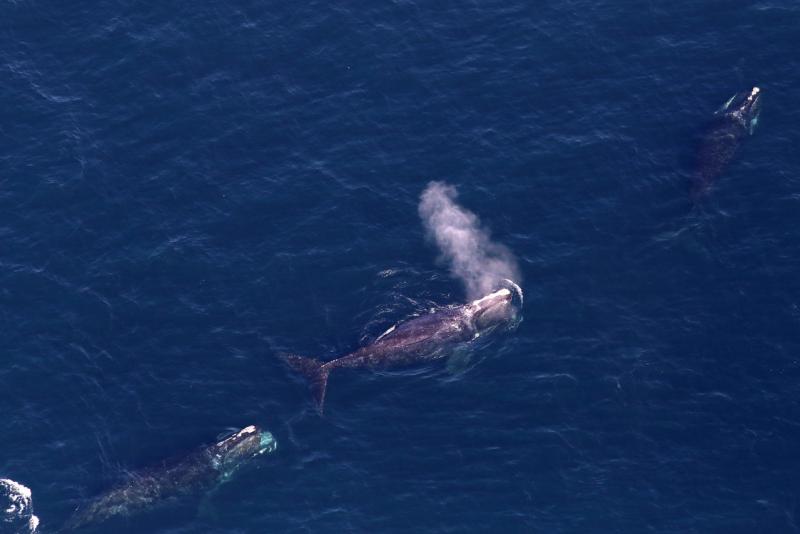 right-whales-leah-crowe-permit-17355.jpg