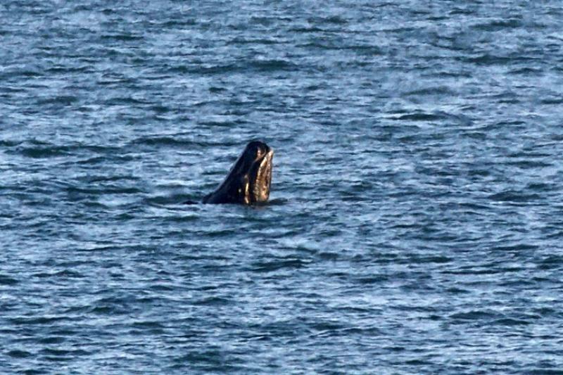 Right Whale- Calf Spy Hopping- Scott Hartley Feb 10 2020.jpg