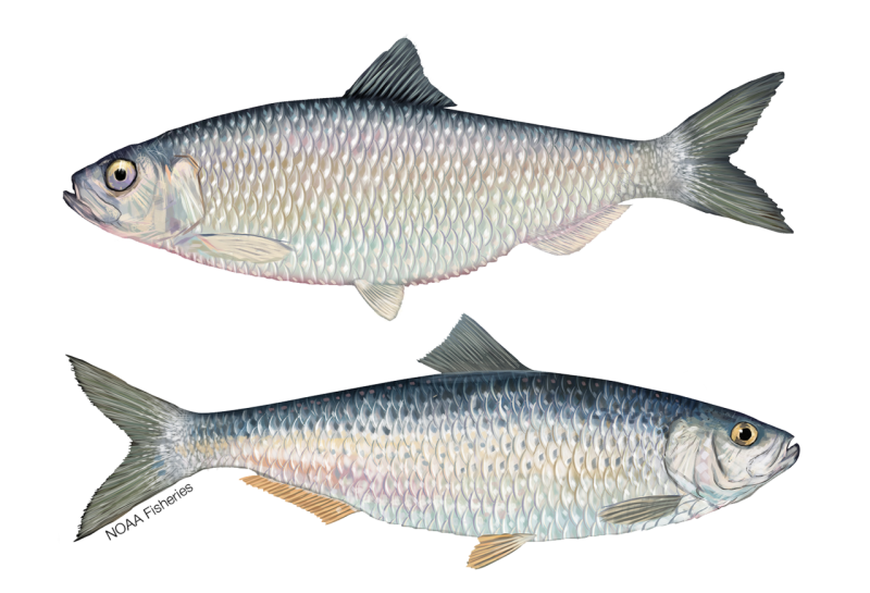 River_Herring_NB_W.png