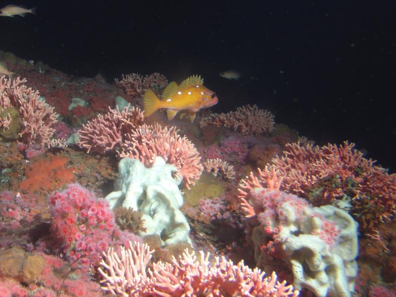 rosy rockfish among california hydrocoral_NOAA.jpg