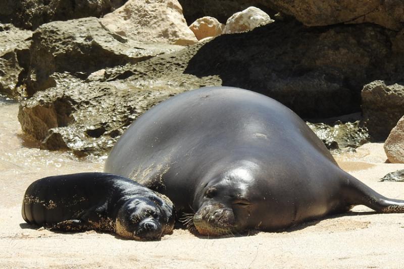 A Hawaiian monk seal pup and her mother RT10 rest together on the beach during the day with rocks in the background.