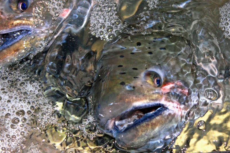 Closeup of salmon underwater
