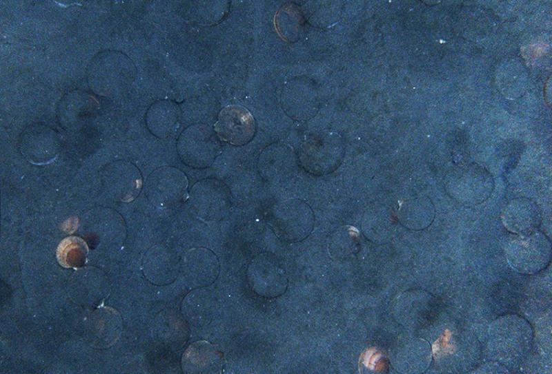 Scallops and scallop outlines on the sea bed. 