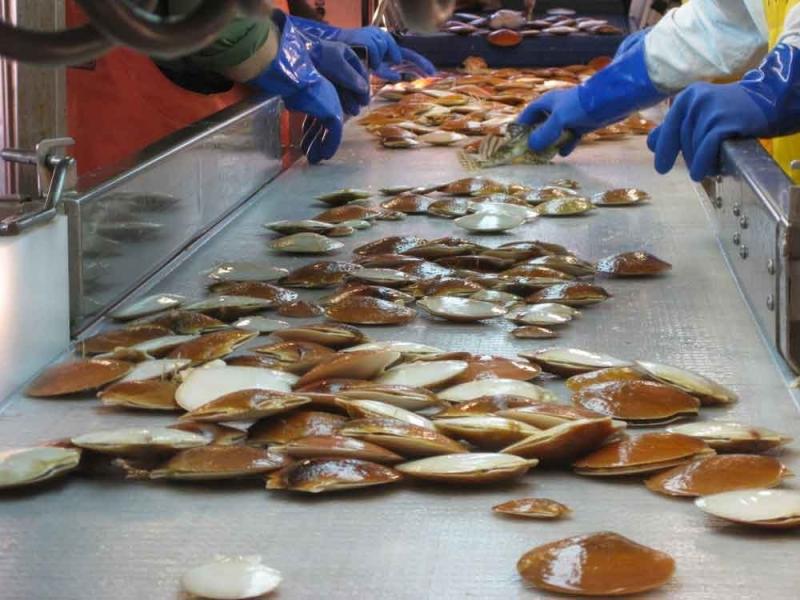 Scallops being sorted on conveyer, blue gloved hands visible on each side.