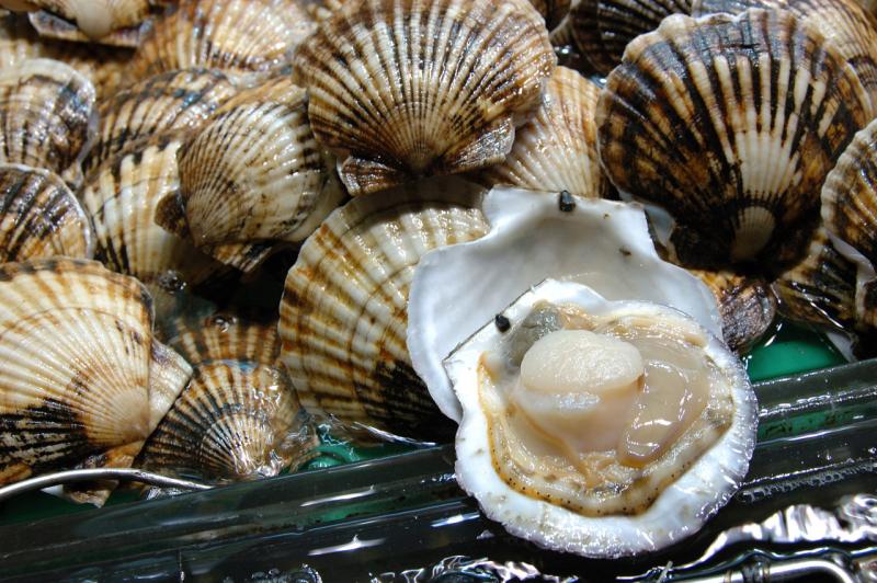 scallops.jpg