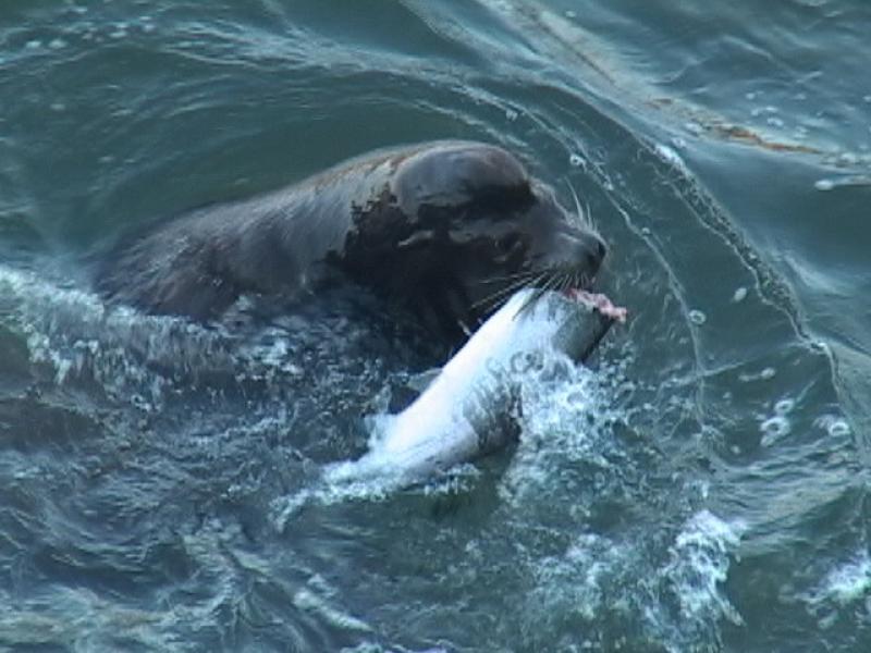 sea_lion_salmon_usace.jpg