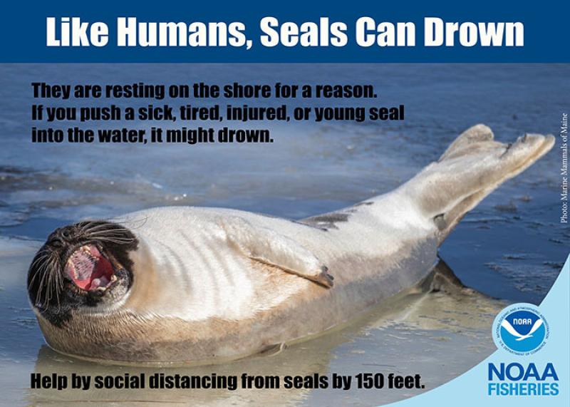 Seals can drown_700x500.jpg