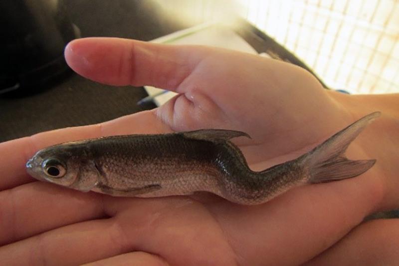 Hand holding small fish with deformed spine