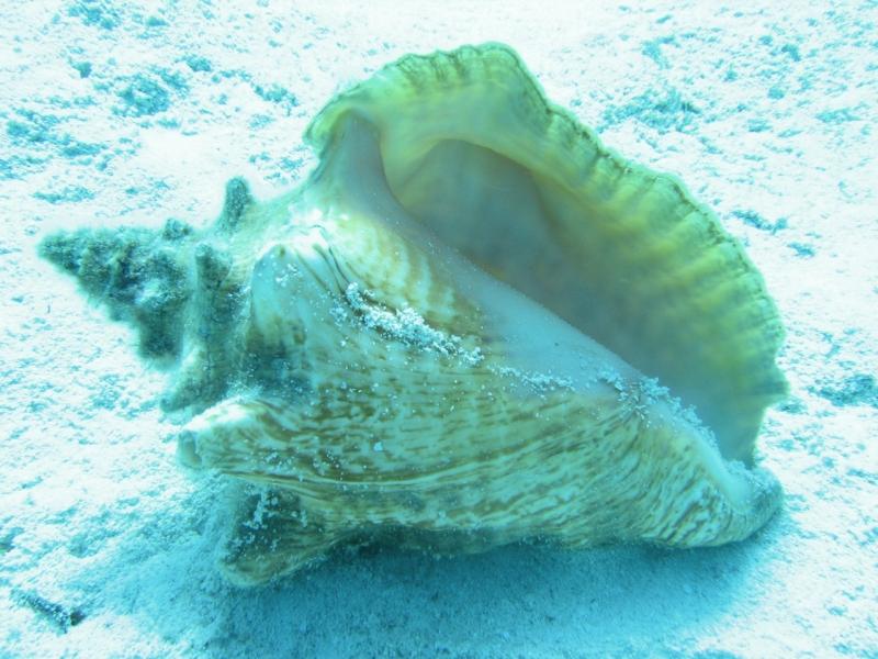 Shell-Gulf-SGIGA-SERO.jpg