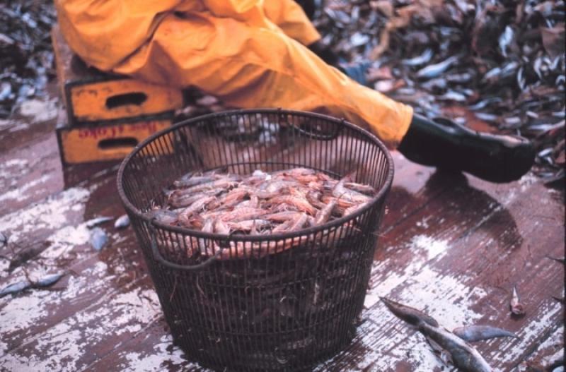 Gulf of Mexico Shrimp Fishery Management Plan