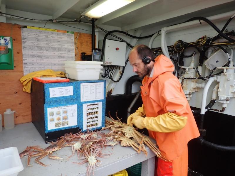 southeasternBeringSeaBottomtrawl.jpg