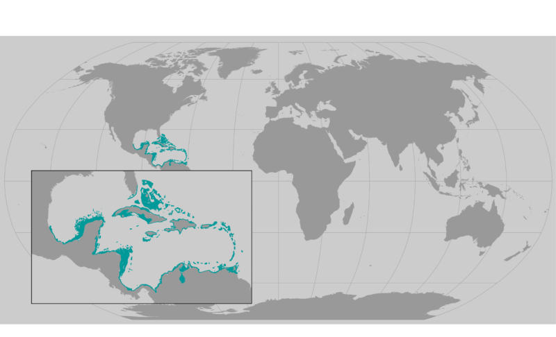 staghorn_coral_revised.png