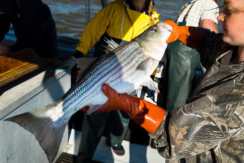 On a boat, a woman wearing a camouflage jacket and thick orange gloves holds a large striped bass