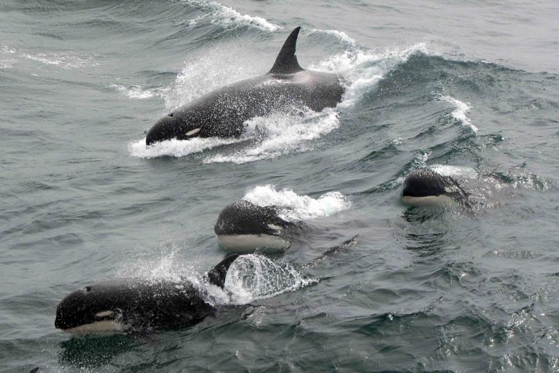 Type D_Jean-Pierre Sylvestre_BR-Orcinus orca-28112011-WSG-1340.jpg