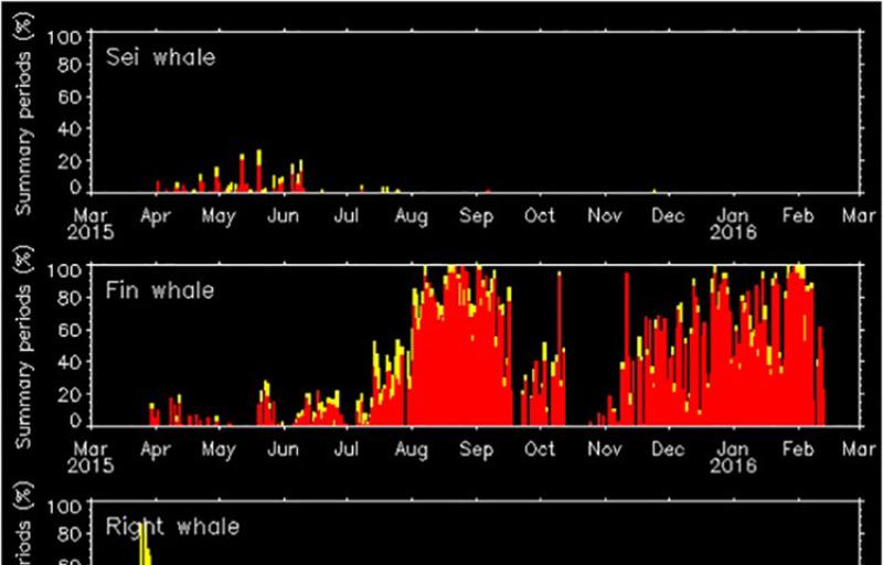 Stacked graphs showing whale detections, for fin, right, and sei whales.