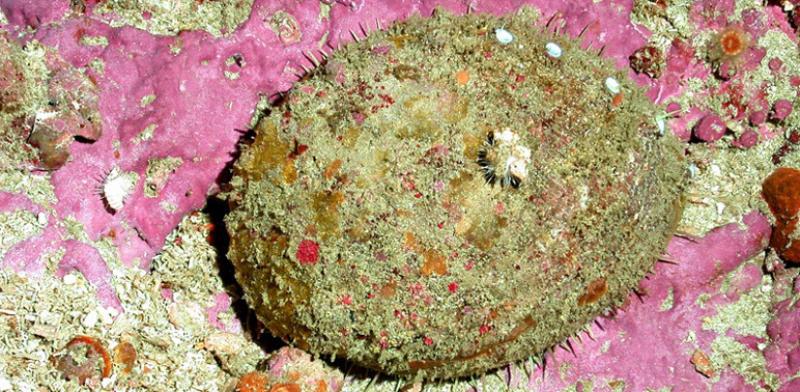 white-abalone-moa.jpg