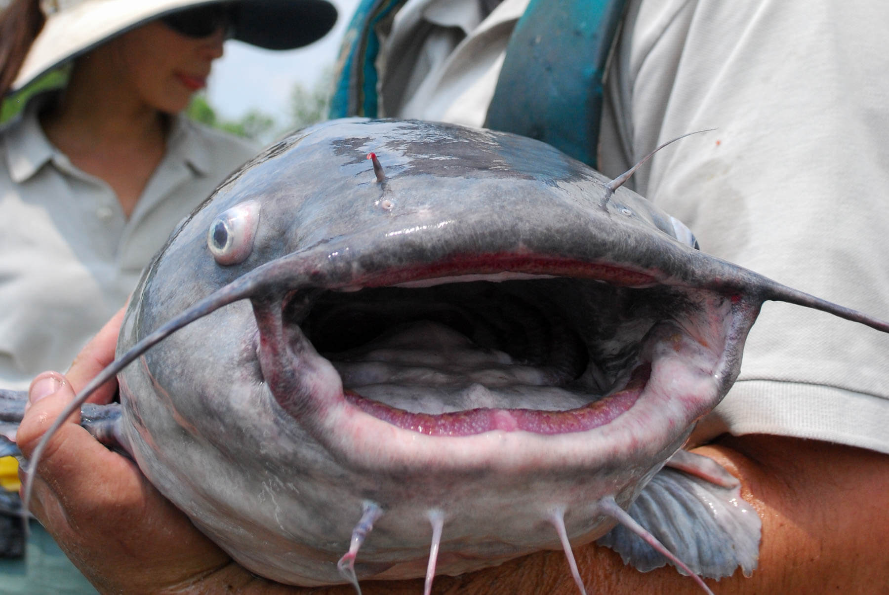 Fishing Articles and News blue 20catfish 20face