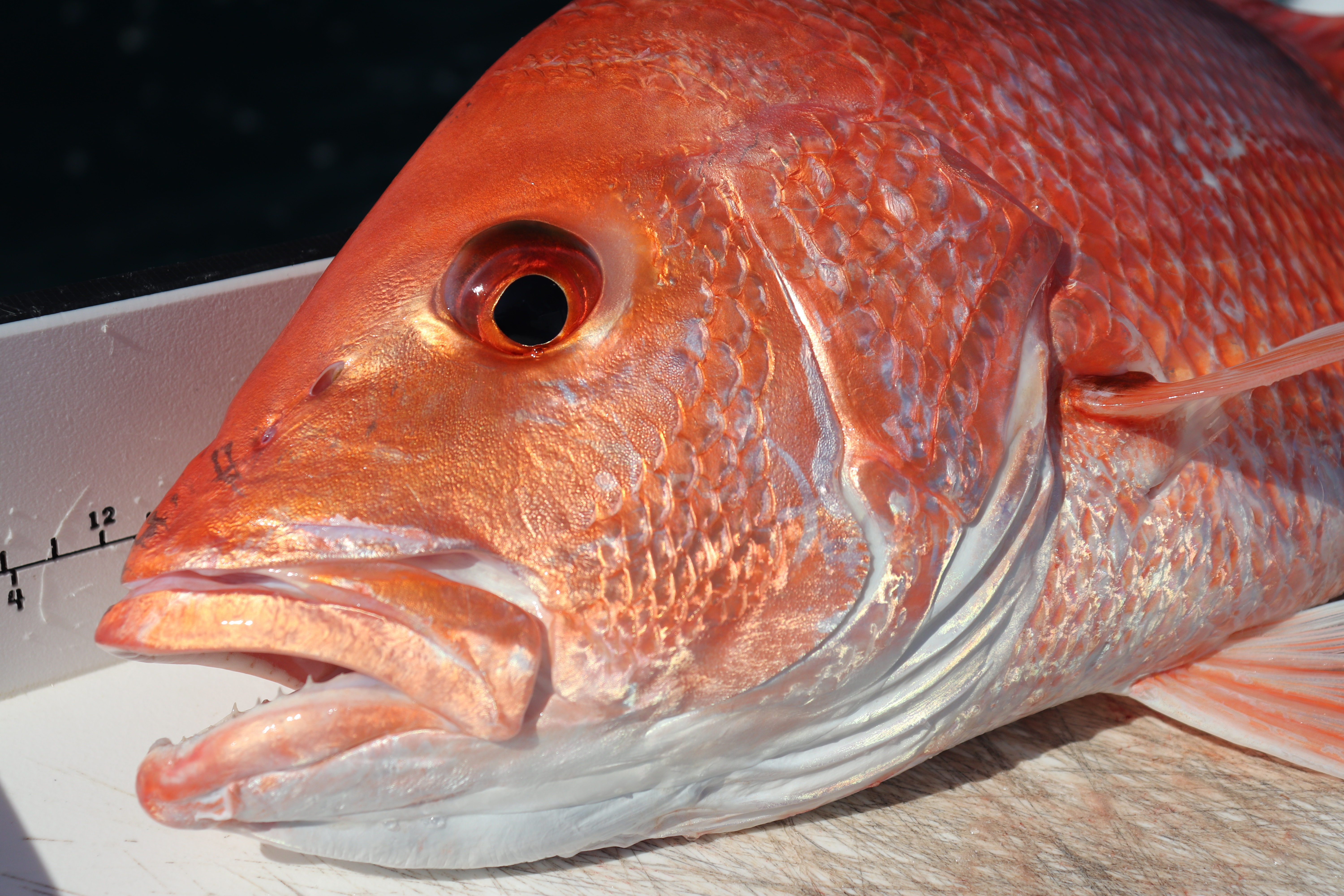 Renae's Red Snappers - Introduction, updates and how to use them
