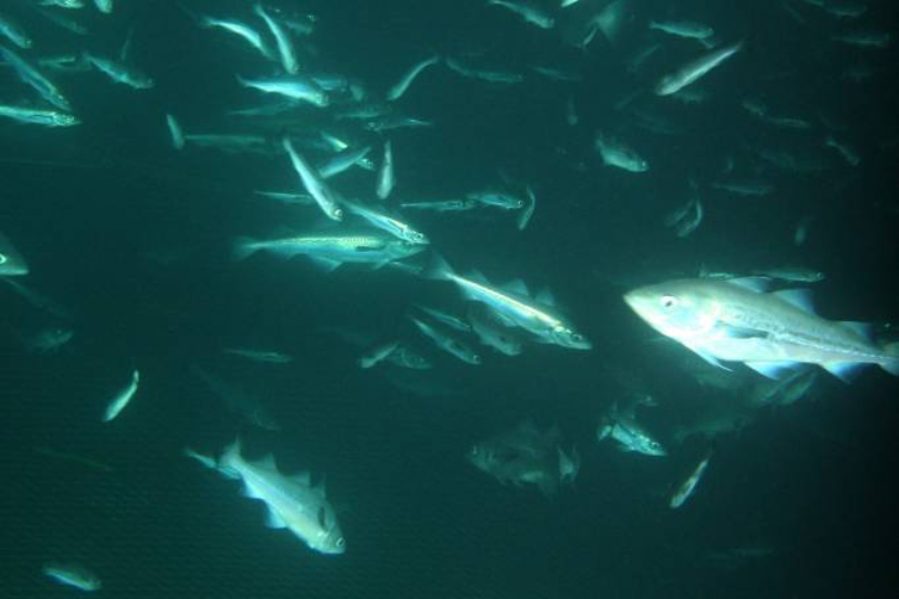 Alaska Pollock NOAA Fisheries