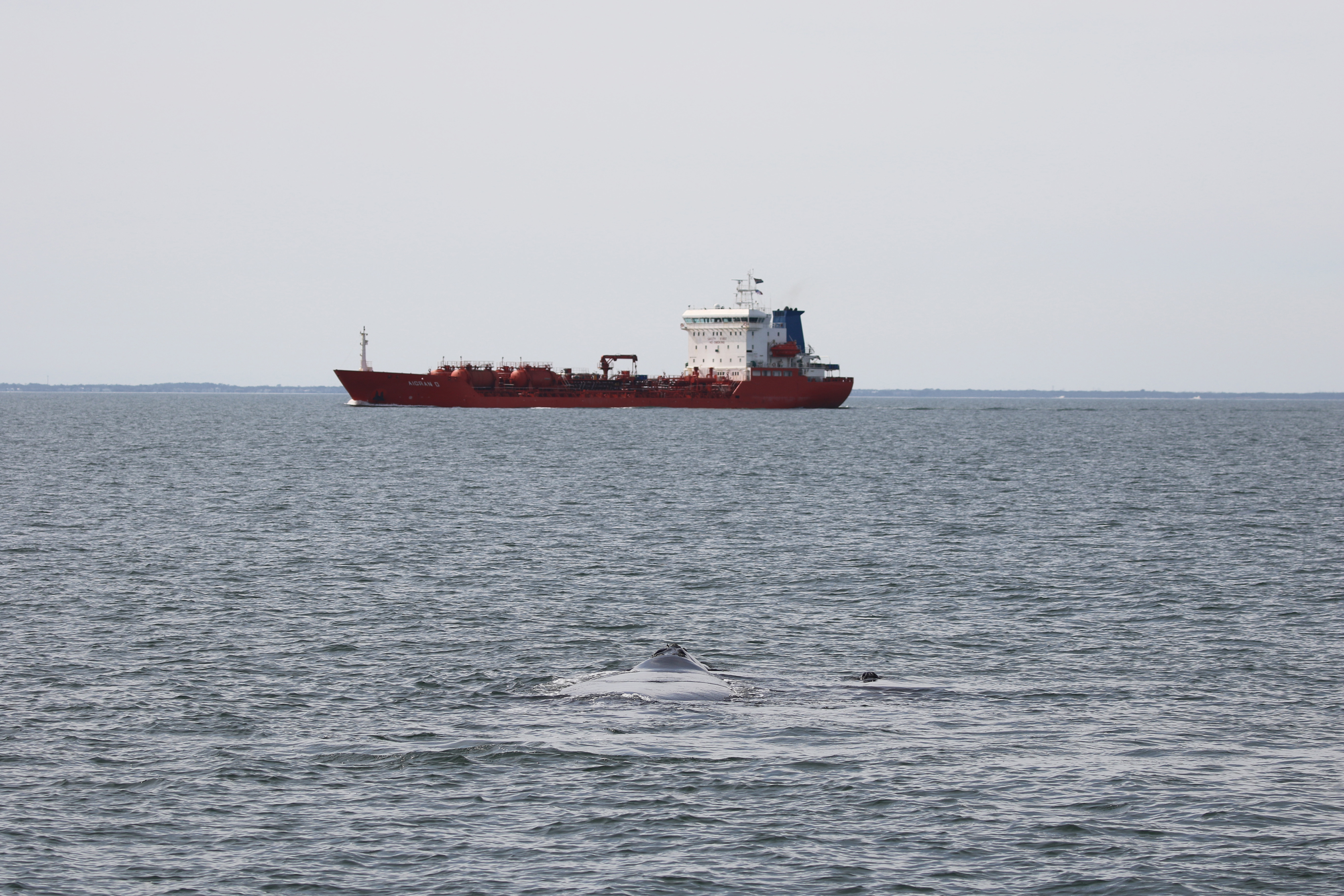 Malnutrition, ship strikes likely cause of spate of whale strandings