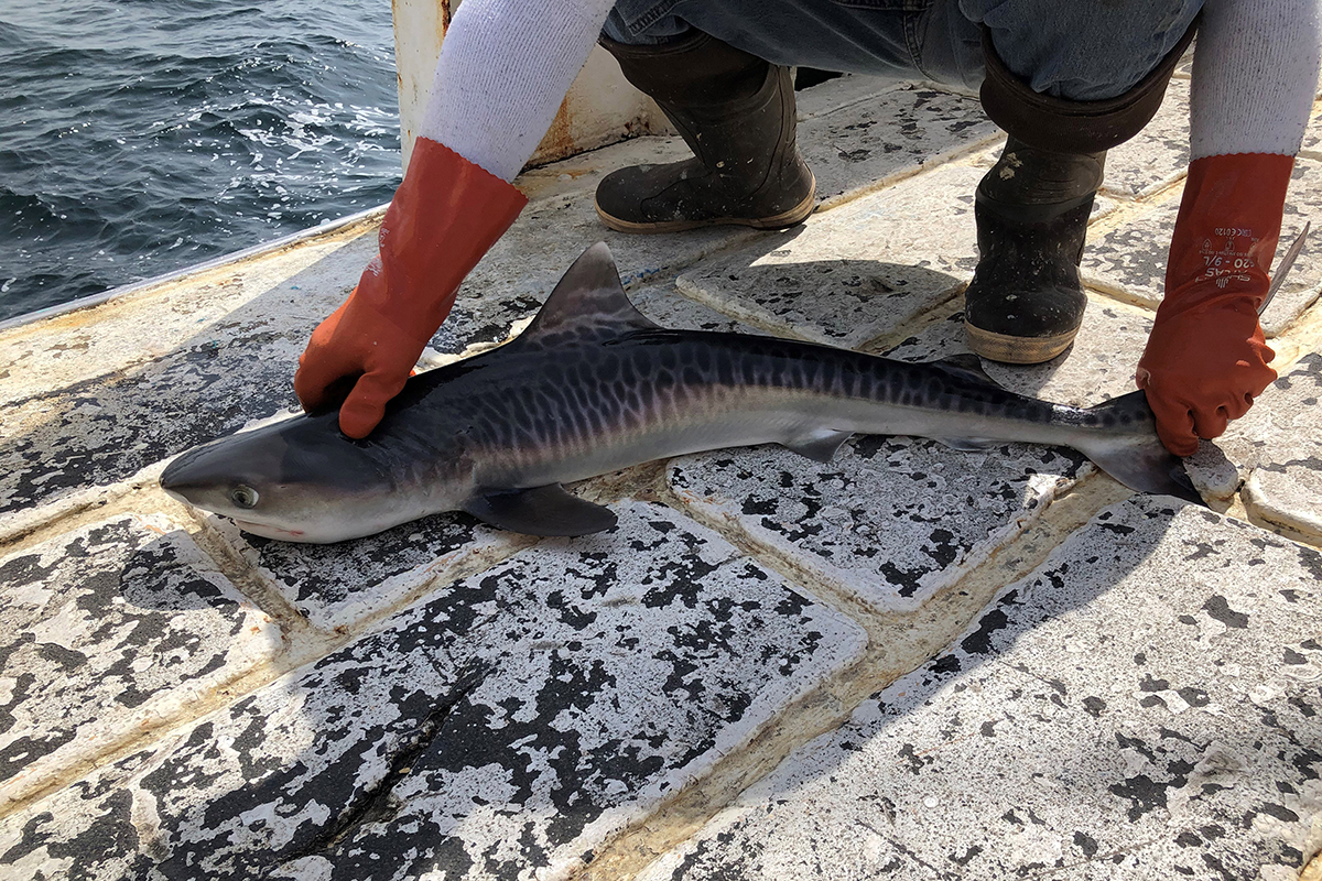 Baby Shark in Rhode Island? Atlantic Shark Institute says it